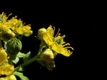 Common Rue